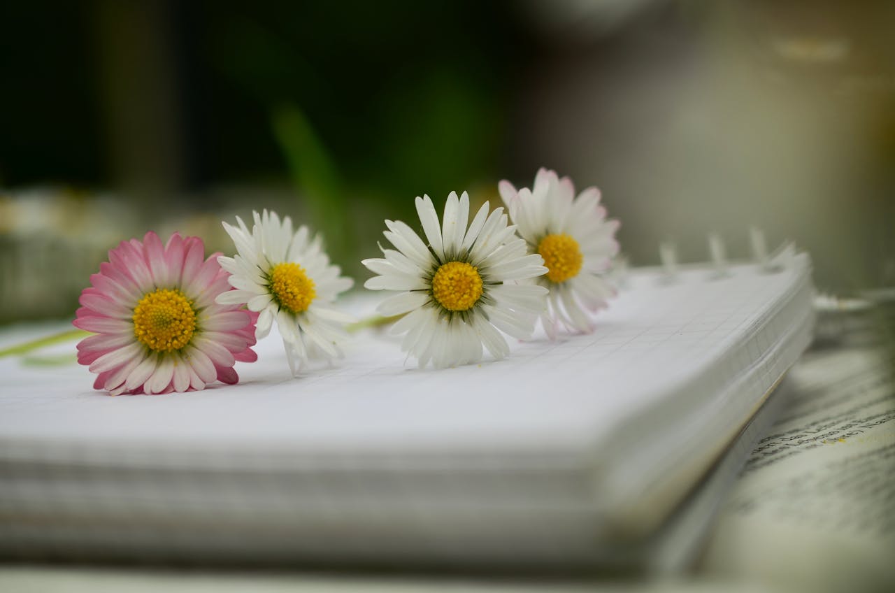 Closeup of daisy flowers laid across an open notebook, capturing the essence of nature and writing.